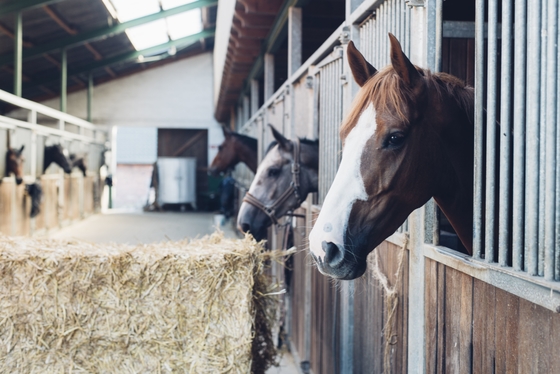 Custom Cow Shed Farm Building Design Cattle Goat Cow Horse Poultry Farm House Stable Steel Structure