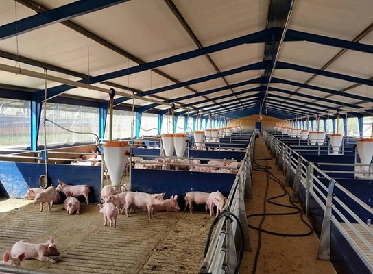 High Quality Long Span Steel Structure Prefabricated Construction Design for Pig Farm and Chicken House for Pig Shed