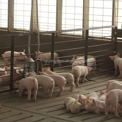 Rg-factory Wholesale Livestock Shelter Steel Prefab Cow Shed Prefabricated Pig House