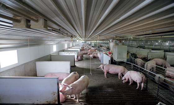 Rg-factory Wholesale Livestock Shelter Steel Prefab Cow Shed Prefabricated Pig House