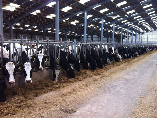 Customized Steel Structure Cow Farm Building for Livestock House Management