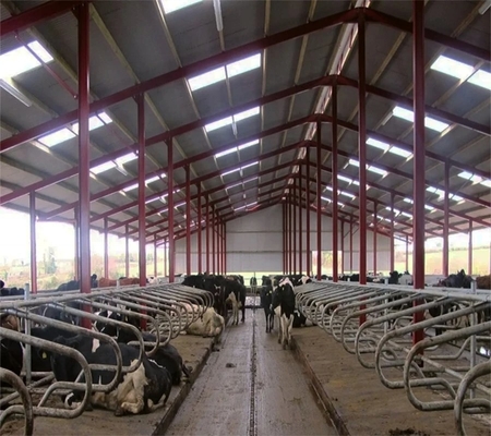 Customized Steel Structure Cow Farm Building for Livestock House Management