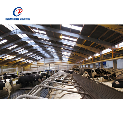 Cow Shed Steel Structure Building for Livestock Facilities Durable and Efficient Solution for Farming Needs
