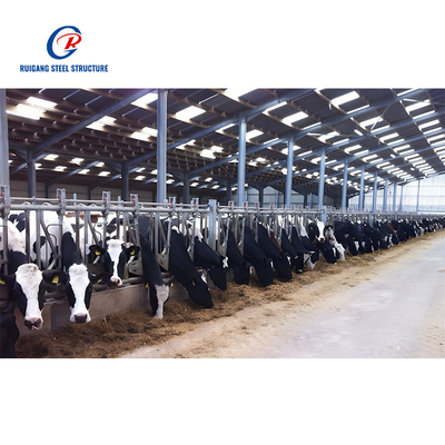 Cow Shed Steel Structure Building for Livestock Facilities Durable and Efficient Solution for Farming Needs