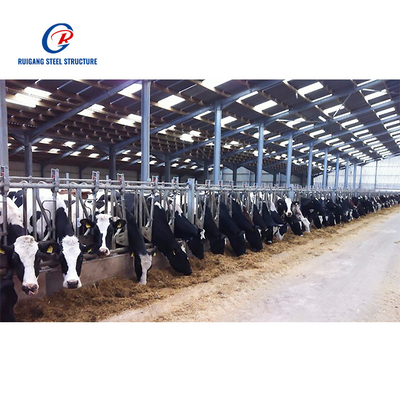 Cow Shed Steel Structure Building for Livestock Facilities Durable and Efficient Solution for Farming Needs