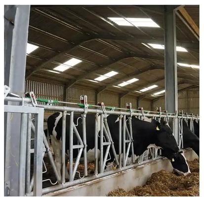 Industrial-Style Prefabricated Steel Structure Cattle Shed Fast Construction for Farmhouse Dairy and Livestock Easy Delivery