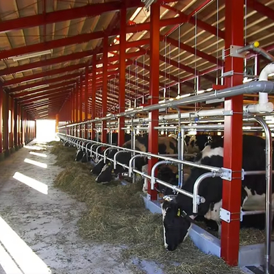 Modern Design Steel Cow and Pig Shed for Farmhouse for Construction and Housing Purpose Steel Structure Farm