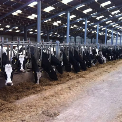 High Quality Modern Design Steel Structure Dairy Farm Living House Prefabricated Cow Shed for Sale