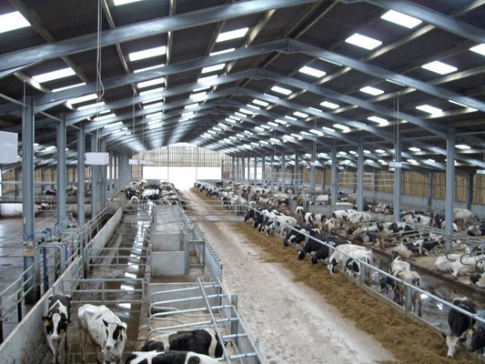 High Quality Modern Design Steel Structure Dairy Farm Living House Prefabricated Cow Shed for Sale