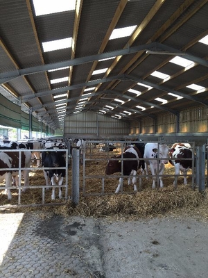 High Quality Modern Design Steel Structure Dairy Farm Living House Prefabricated Cow Shed for Sale