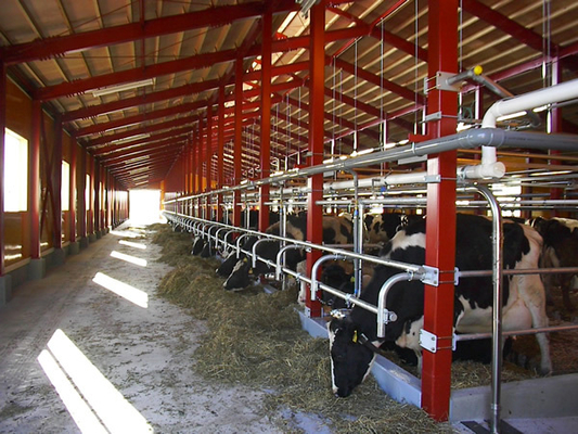 High Quality Modern Design Steel Structure Dairy Farm Living House Prefabricated Cow Shed for Sale