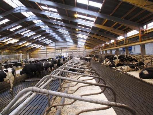 High Quality Modern Design Steel Structure Dairy Farm Living House Prefabricated Cow Shed for Sale