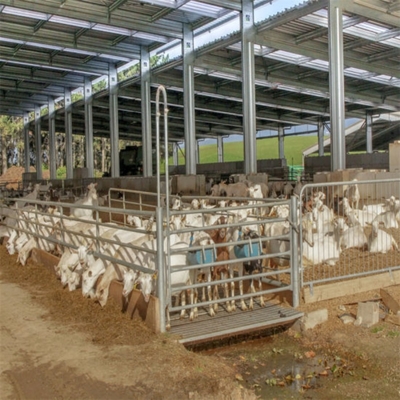 A- Low Cost Modern Prefab Steel Structure Sheep Goat Farm Barn House Dairy Cow Shed Cattle Farm Building