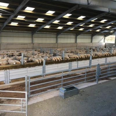 Low Cost Modern Prefab Steel Structure Sheep Goat Farm Barn House Dairy Cow Shed Cattle Farm Building