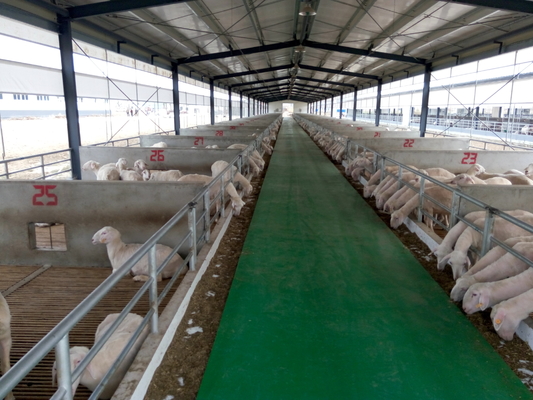 Low Cost Modern Prefab Steel Structure Sheep Goat Farm Barn House Dairy Cow Shed Cattle Farm Building