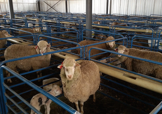Low Cost Modern Prefab Steel Structure Sheep Goat Farm Barn House Dairy Cow Shed Cattle Farm Building
