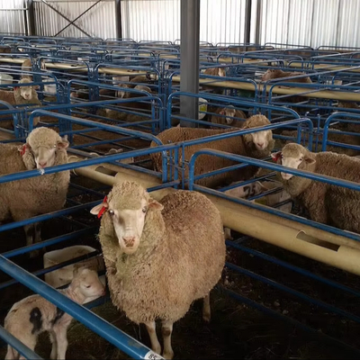 Customized Modern Farmhouse Prefab Steel Cowshed Goat House Sheep Shed Low-Cost Prefabricated Steel Structure Buildings
